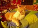 love cats love cats