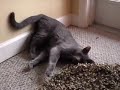 Introducing: Boswell The Cat