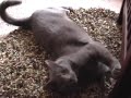 Introducing: Boswell The Cat