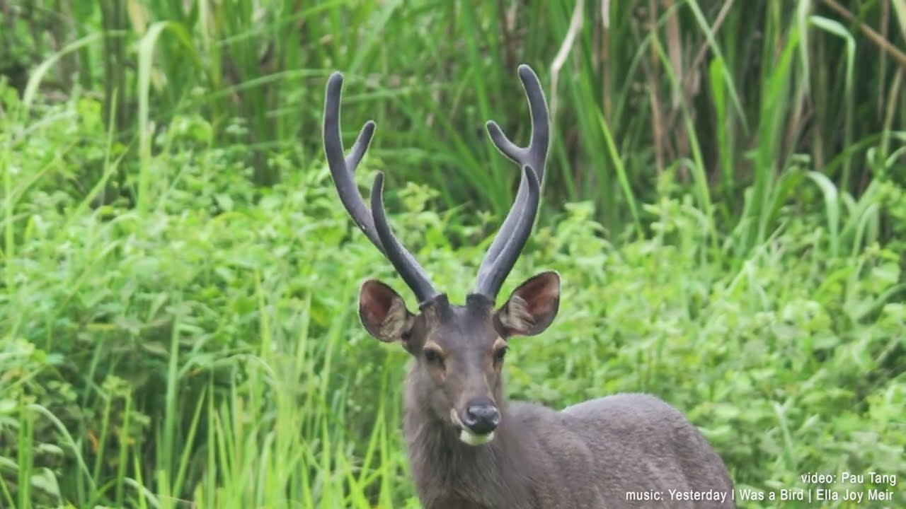 NAI SAMBAR TRỔ LỘC NHUNG TẠI VQG CÁT TIÊN | Sambar deers with new antlers in Cat Tien national park