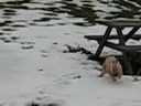 Piper's 1st Snow