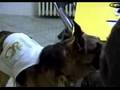Cani da supporto a disabili motori