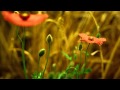 AMAZING NATURE HD (PLANTS GROWING)