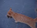 Killer Cat Attack