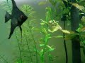 Acar� Bandeira defendendo seu territ�rio dos Tetras