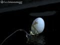 Egg shot in slow motion.