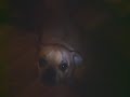puggle named tess