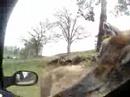 Nuff Crazy Animal Nuff Crazy Animal