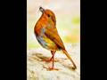Wrex Tarr - Cocky Robin