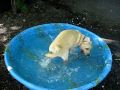 videos de New Pool 2