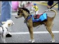 Funny horses-vicces lovak