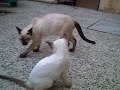 Toto and Meme siamese cats