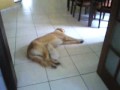 gatinho mamando em cachorro