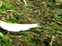 Trout Fishing North Toe-Sugar Hill Outdoors