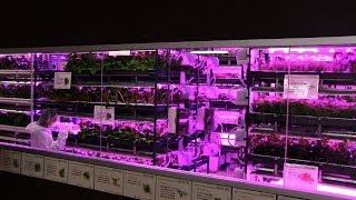 【5坪で300坪の植物が栽培できる!?】LEDを使った都市型菜園システムが凄い