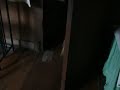 Dog vs Cat Round One