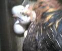 Pollito! 1 Pollito! 1