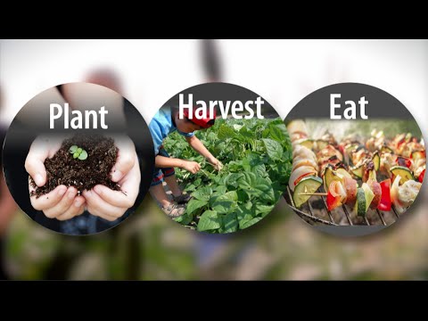 how to grow strawberries in ky