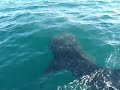 requin baleine mogote