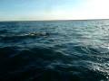 videos de requin baleine mogote