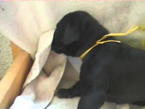 dogue allemand