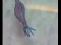 Animal Diversity 2 - Cnidaria