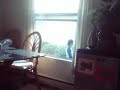 asian lady doing matial arts outside my window