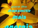 Anne Menina dos olhos de Deus