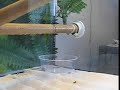 Day Gecko Eating Day Gecko Eating