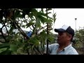 Click here to watch this video 台灣農機行-電動剪枝機