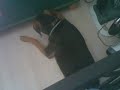 Dog Bone Stuck Dog Bone Stuck