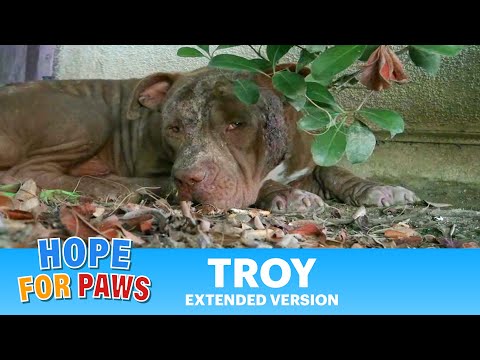 Troy - a must see amazing Pit Bull Rescue - Please share.