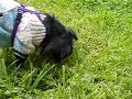 Hunting dandelions with Jackie Part Deux