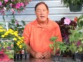 Growing Vegetables : Growing Patio Tomatoes