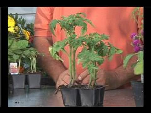 how to grow tomatoes ehow