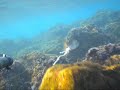 Pesca sub salpa