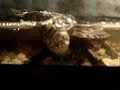minha-tartaruga-eh-animal-huahuahuahua.html