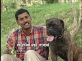 A feature on different breeds of dogs and dog rearing
