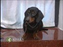 A feature on different breeds of dogs and dog rearing