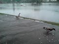 Lookout Duck!