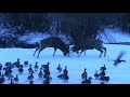 Mule Deer Bucks Fighting Behind Copper King Lodge in Red River, NM