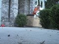 Funny Gorilla Prank