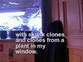 my closet growroom 3