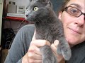 Chat Gripette