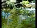 Koi water pond and waterfall austin texas