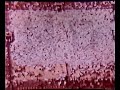 1966 Notre Dame vs. USC