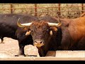 Los \"Cebadas\" en el campo