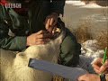Great Ice Bear Event: Keeping Out of the Town Great Ice Bear Event: Keeping Out of the Town