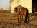 Zippen In My League - western pleasure mare for sale