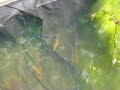 Female Palmate Newt in my garden pond. Female Palmate Newt in my garden pond.